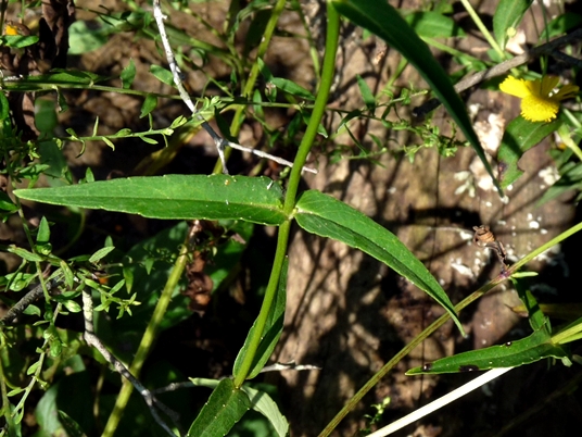 {Jamesianthus alabamensis}
